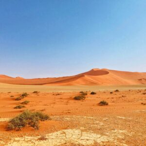 all-alone-on-a-desert-hike-2024-10-17-06-35-51-utc Save the Forest