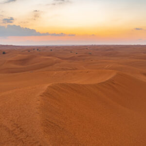 Let’s Help the Endangered Species Today